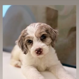 Aussiedoodle, Bordoodle, and Goldendoodle Puppies from Calena’s Doodles