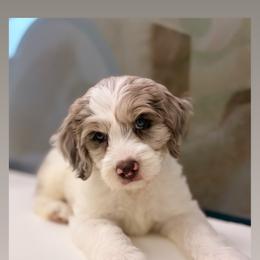 Aussiedoodle, Bordoodle, and Goldendoodle Puppies from Calena’s Doodles