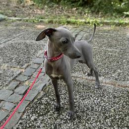 Not yet - Blue and tan male Italian Greyhound puppy in Lexington, Kentucky from Joshua’s Italian Greyhounds