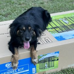 Cookie River - Black tri Miniature Australian Shepherd puppy in Tennessee from Coolsprings Aussies