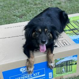 Cookie River - Black tri Miniature Australian Shepherd puppy in Tennessee from Coolsprings Aussies