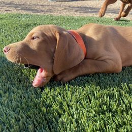 Vizsla Puppies from Waterfall Ranch Hungarian Vizslas