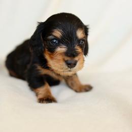 Rusty - Black and tan male Dachshund puppy in El Dorado Hills, California from Golden Hill Dachshunds