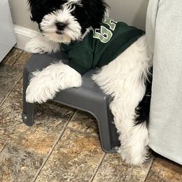 Shichon Puppies from Great Lakes Teddy Bear Dogs
