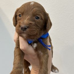 Blue boy - Red male Cavapoo puppy in Waskom, Texas from Pearls & Curls doodles & poodles