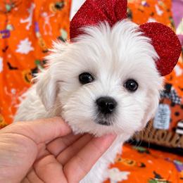 Ariel - White female Maltese puppy in Upland, California from Prime Paradise Kennel