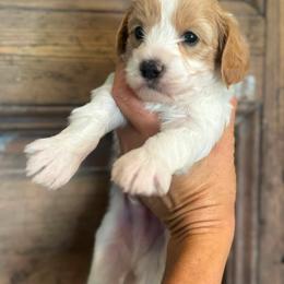 Surf - White male Cavapoo puppy in Gilbert, Arizona from Sunburst Doodles