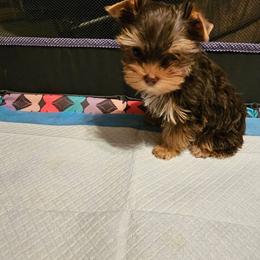 Cupid - Chocolate and tan male Yorkshire Terrier puppy in Dayton, Ohio from Little Yorkie Babies