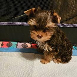 Cupid - Chocolate and tan male Yorkshire Terrier puppy in Dayton, Ohio from Little Yorkie Babies