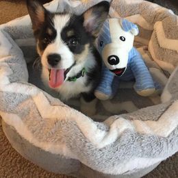 Pembroke Welsh Corgi Puppies from B&J Corgis