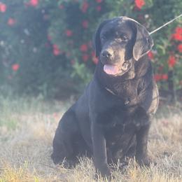 Lainey - Labrador Retriever