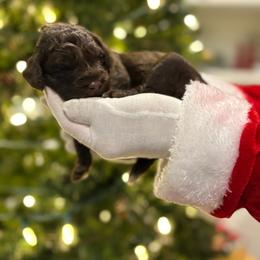 Hundred Acre - Chocolate female Goldendoodle puppy in Camden, North Carolina from Oopsie Doodles of NC