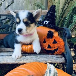 American Corgi and Pembroke Welsh Corgi Puppies from Cascadian Space Coast Corgis LLC