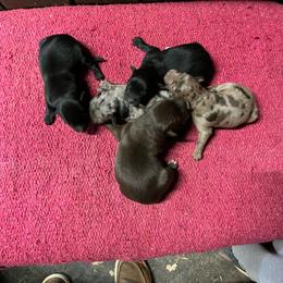 Girl black 1 - Black & white female Australian Shepherd puppy in Whitwell, Tennessee from Owl Hollow Farm