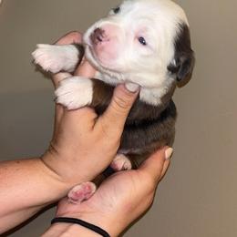 Hermione - Blue merle female Toy Australian Shepherd puppy in Princeton, Louisiana from Legacy Hill Aussies