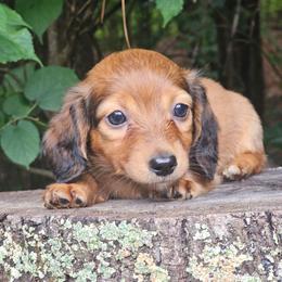 Missy - Red female Dachshund puppy in Louisburg, North Carolina from Raven Oak's Shepherds & Dachshunds