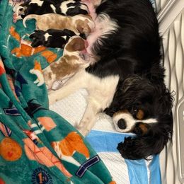 Gracie - Cavalier King Charles Spaniel