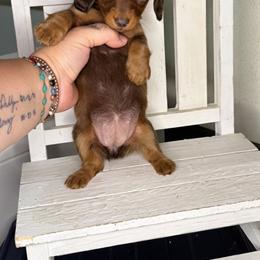 Bubble - Chocolate and tan female Dachshund puppy in Maidsville, West Virginia from L&B Lowriders