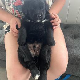 Ned - Bicolor - male Golden Mountain Dog puppy in Colorado Springs, Colorado from Bastian Mountain Dogs