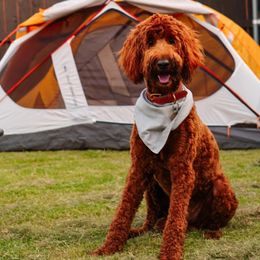 Goldendoodle All Grown Up from Tx Red Doodles