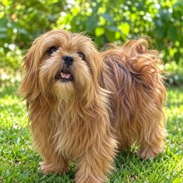 Amy - Shih Tzu