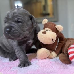 Cane Corso and Lowchen Puppies from High Royal Kennel