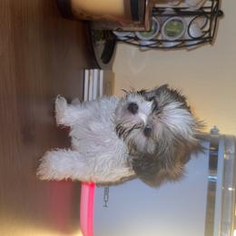 Woody - Tricolor male Shih Tzu puppy in Huber Heights, Ohio from Little Healthy Purebred Pups