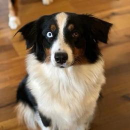 Dolce' - Australian Shepherd