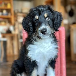 Sydney - Black tri-color female Aussiedoodle puppy in Lancaster, Minnesota from Finney Ranch