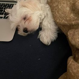 Maltese Puppies from David's Maltese
