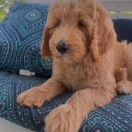 Goldendoodle Puppies from Country Care Pet Spa and Hotel, LLC