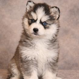 Avery - Tri-color male Pomsky puppy in Amarillo, Texas from Pom Pom Pomskies