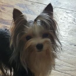 Yorkshire Terriers from Yorkies of Pineville