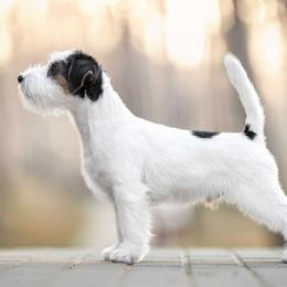 Pancho - Russell Terrier