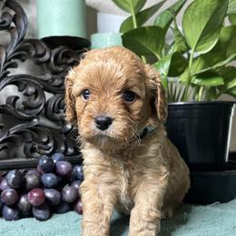 Clark - Red male Cavapoo puppy in Grove, Oklahoma from Rocky Oak Cavaliers & Biewer Terriers LLC