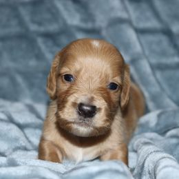 Boy 1 - Red Dachshund puppy in Pontotoc, Mississippi from Doubletake Doodles & Dachshunds