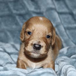 Boy 1 - Red Dachshund puppy in Pontotoc, Mississippi from Doubletake Doodles & Dachshunds