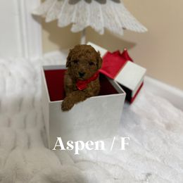 Aspen - Red  female Goldendoodle puppy in Graham, North Carolina from Geise Meadow Doodles