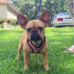 Julie - Fawn female French Bulldog puppy in Millstone Township, New Jersey from Couture_frenchies_and_pomeranian