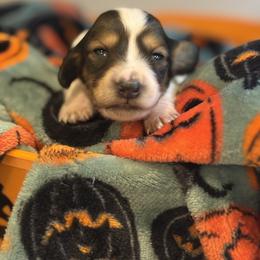 Duchess - Piebald female Dachshund puppy in Vancouver, Washington from Cascade Minis