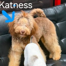 Katness - Poodle