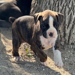 Isolde - Brindle female Boxer puppy in Briggs, Texas from Dark Horse Boxers