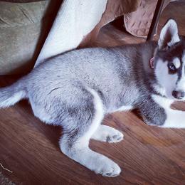 Siberian Husky Puppies from Tricia's Siberians LLC