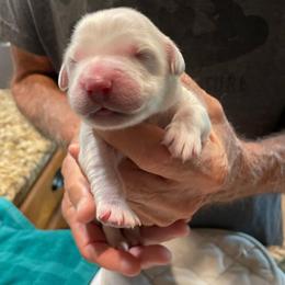 Liam - Light golden male Golden Retriever puppy in Ennis, Texas from Amberidge Golden Retrievers
