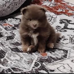 Nova - Blue sable male Pomeranian puppy in Plano, Texas from Madison Park Poms