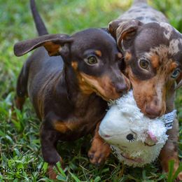 Dachshund Puppies from Orchard Dachshunds