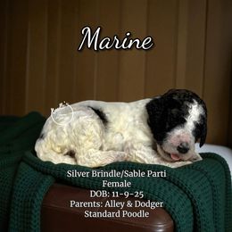 Marine - Parti female Poodle puppy in Pink Hill, North Carolina from Boodle's Standard Poodles