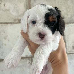 Cookie - Tri-color female Cavapoo puppy in Gilbert, Arizona from Desert Willow Cavapoos