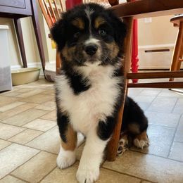 Australian Shepherd Puppies from Tru Blu Aussies
