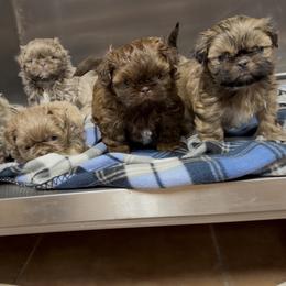 Shih Tzu Puppies from Magnolia Grove Farm and Kennel